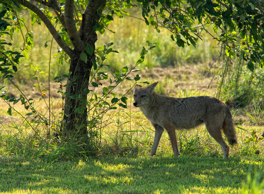 coyote