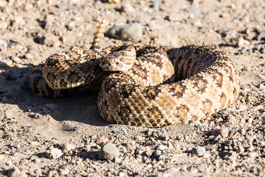 rattlesnake