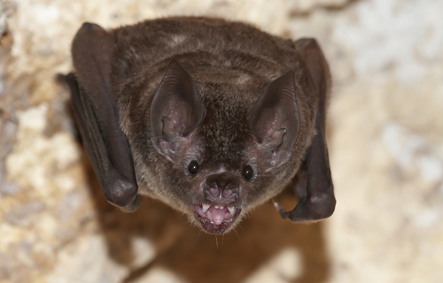 bat