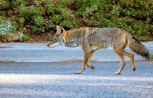 coyote