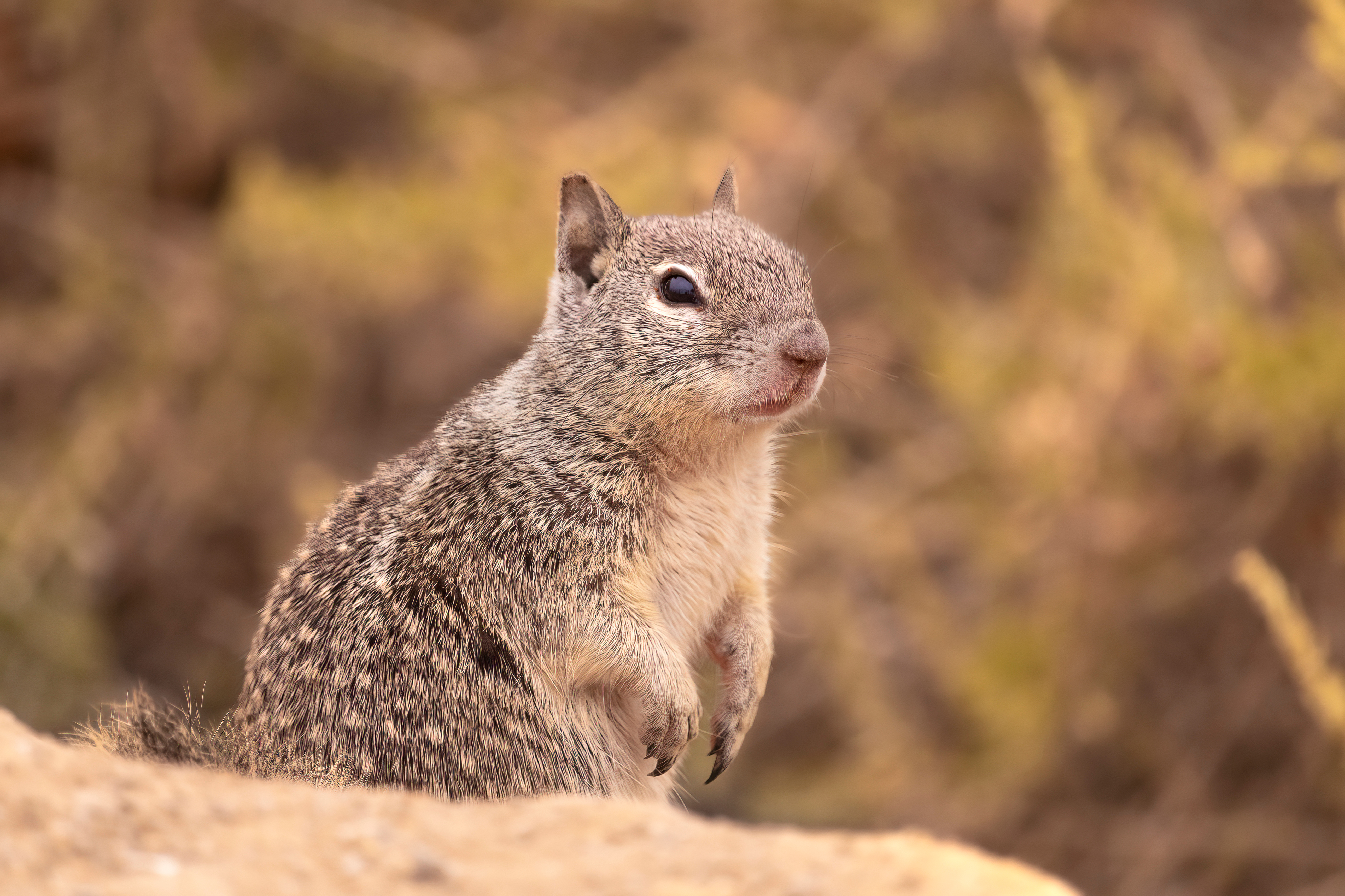 gound squirrel