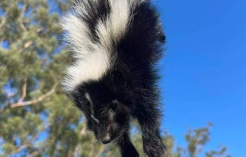 skunk